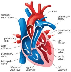 heart-valve-treatment 2 heart-valve-treatment