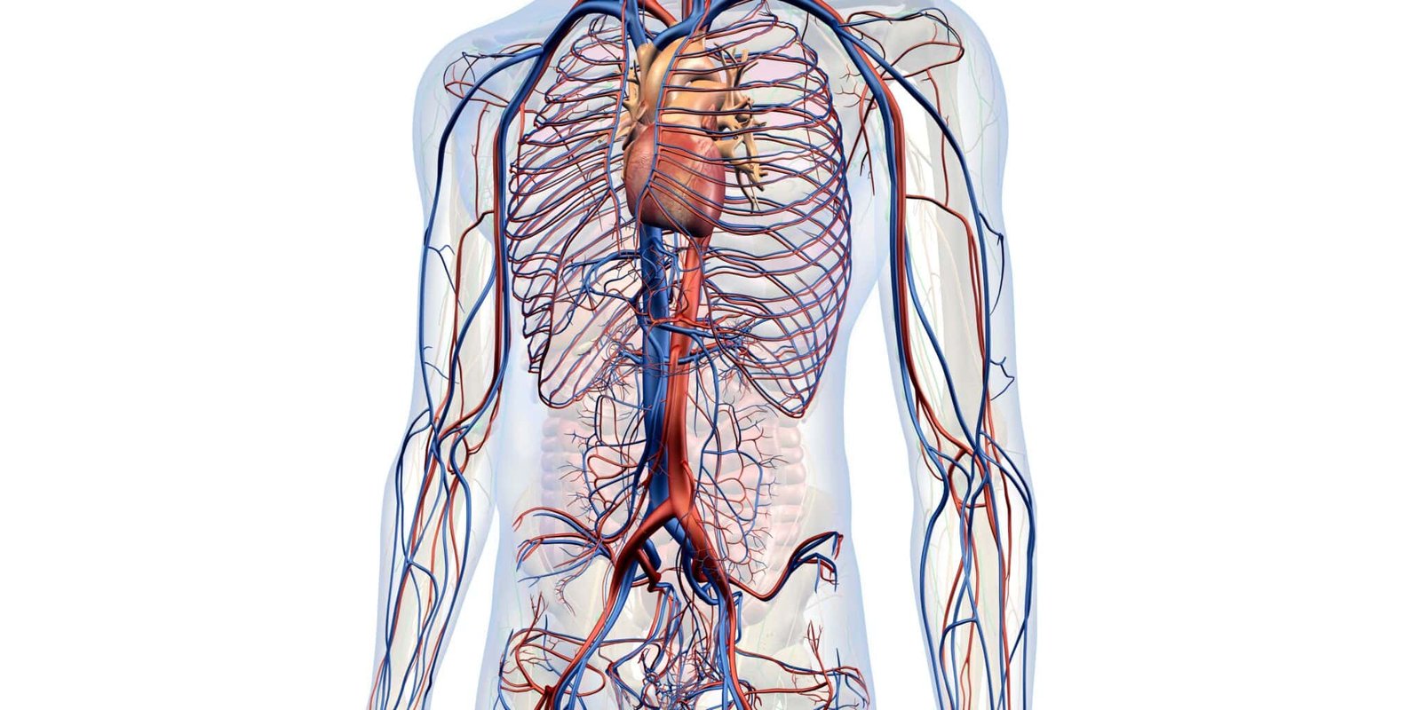 vascular-treatment1 vascular-treatment